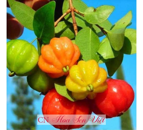 Cây Cherry Surinam