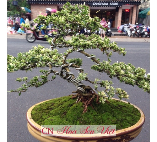 Bonsai - Cung cấp, trồng và chăm sóc Bonsai Đà Nẵng