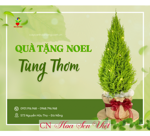 Cây Tùng Thơm - Cây Trang Trí Quà Tặng Noel