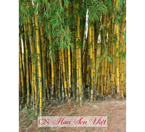 Cây osaka đỏ- Cung cấp, trồng và chăm sóc cây oska đỏ Đà Nẵng