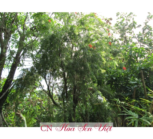 Cây liễu rủ - Cung cấp, trồng và chăm sóc Cây liễu rủ Đà Nẵng