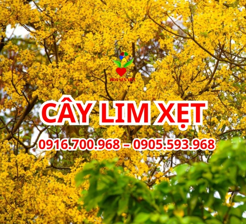 Cây osaka đỏ- Cung cấp, trồng và chăm sóc cây oska đỏ Đà Nẵng