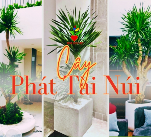 Cây phát tài núi