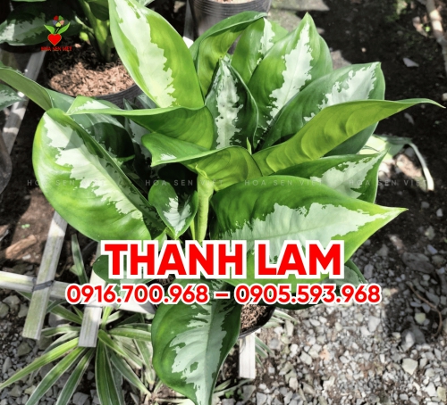 Cây Thanh Lam