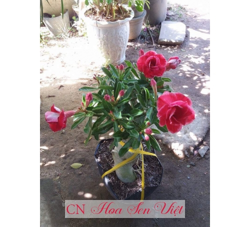 Hoa sứ thái - Cung cấp, trồng và chăm sóc Hoa sứ thái Đà Nẵng