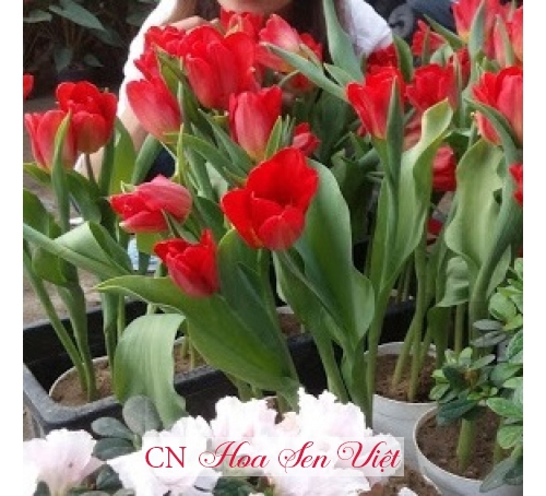 Hoa Tulip - Cung cấp, trồng và chăm sóc Hoa Tulip Đà Nẵng
