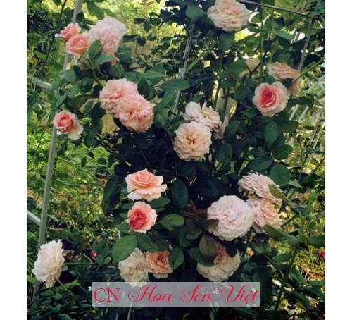 Hoa hồng đẹp - Cung cấp, trồng và chăm sóc Hoa hồng đẹp Đà Nẵng