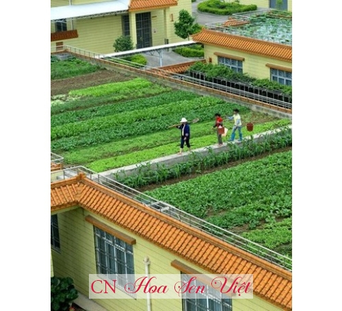 Vườn mái đẹp - Cung cấp, trồng và chăm sóc Vườn mái đẹp Đà Nẵng