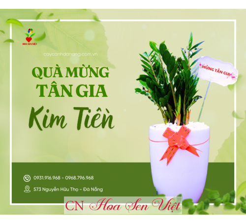 Cây Tùng Thơm - Cây Trang Trí Quà Tặng Noel