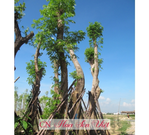 Cây muồng tím - Cung cấp, trồng và chăm sóc Cây muồng tím Đà Nẵng