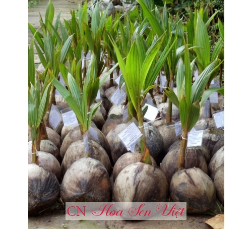 Dừa xiêm xanh - Cung cấp, trồng và chăm sóc Dừa xiêm xanh Đà Nẵng
