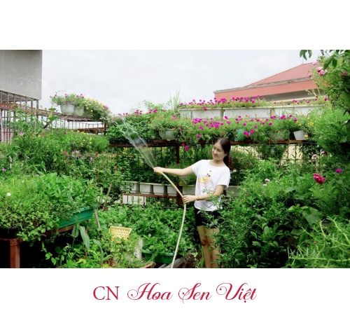 Vườn trên mái - Cung cấp, trồng và chăm sóc vườn trên mái tại Đà Nẵng