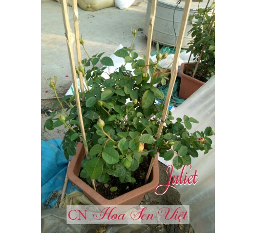 Hoa Hồng Nhập  - Hoa hồng leo Cẩm My - Giá bán, cách trồng và chăm sóc cây hoa hồng