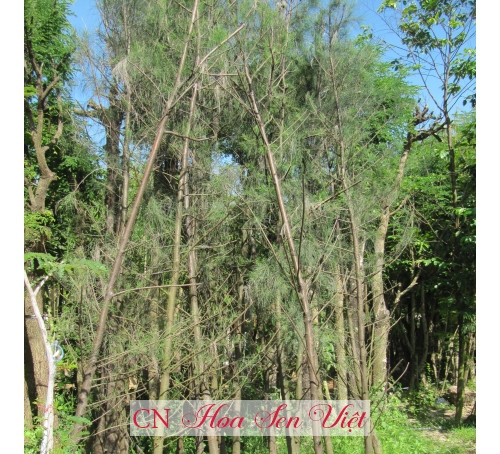 Cây dương liễu - Cung cấp, trồng và chăm sóc Cây dương liễu Đà Nẵng