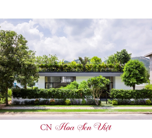 Vườn trên mái đẹp - Cung cấp, trồng và chăm sóc vườn trên mái tại Đà Nẵng