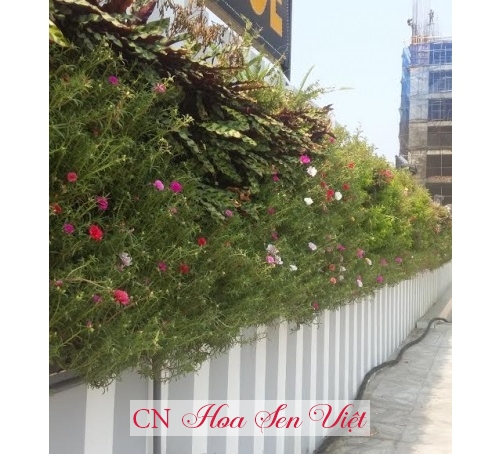 Vườn tường  - Cung cấp, trồng và chăm sóc Vườn tường  Đà Nẵng