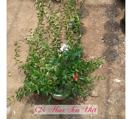 Son môi lá nhỏ - Cung cấp, trồng và chăm sóc Son môi lá nhỏ Đà Nẵng