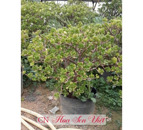 Cây ngọc bích - Cung cấp, trồng và chăm sóc Cây ngọc bích Đà Nẵng