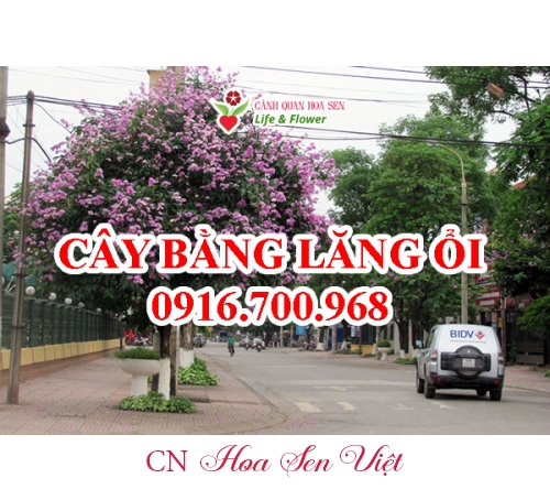 cay-bang-cam-thach-dai-loan