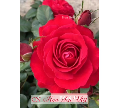 Hoa hồng - Cung cấp, trồng và chăm sóc Hoa hồng Đà Nẵng