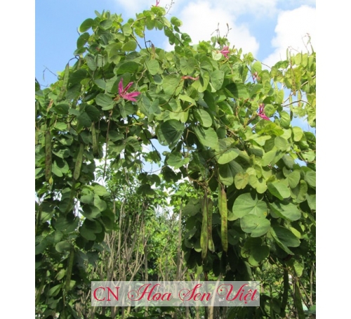 Cây hoàng hậu - Cung cấp, trồng và chăm sóc Cây hoàng hậu Đà Nẵng