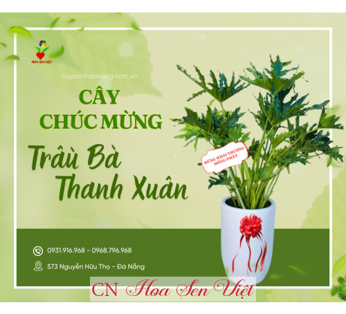 Trầu Bà Thanh Xuân - Cây chúc mừng
