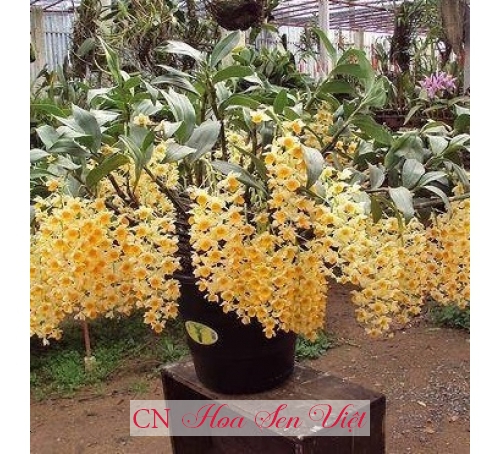 Phong lan đẹp - Cung cấp, trồng và chăm sóc Phong lan đẹp Đà Nẵng