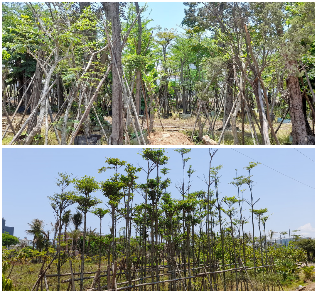 cay cong trinh da nang tai hoasenviet