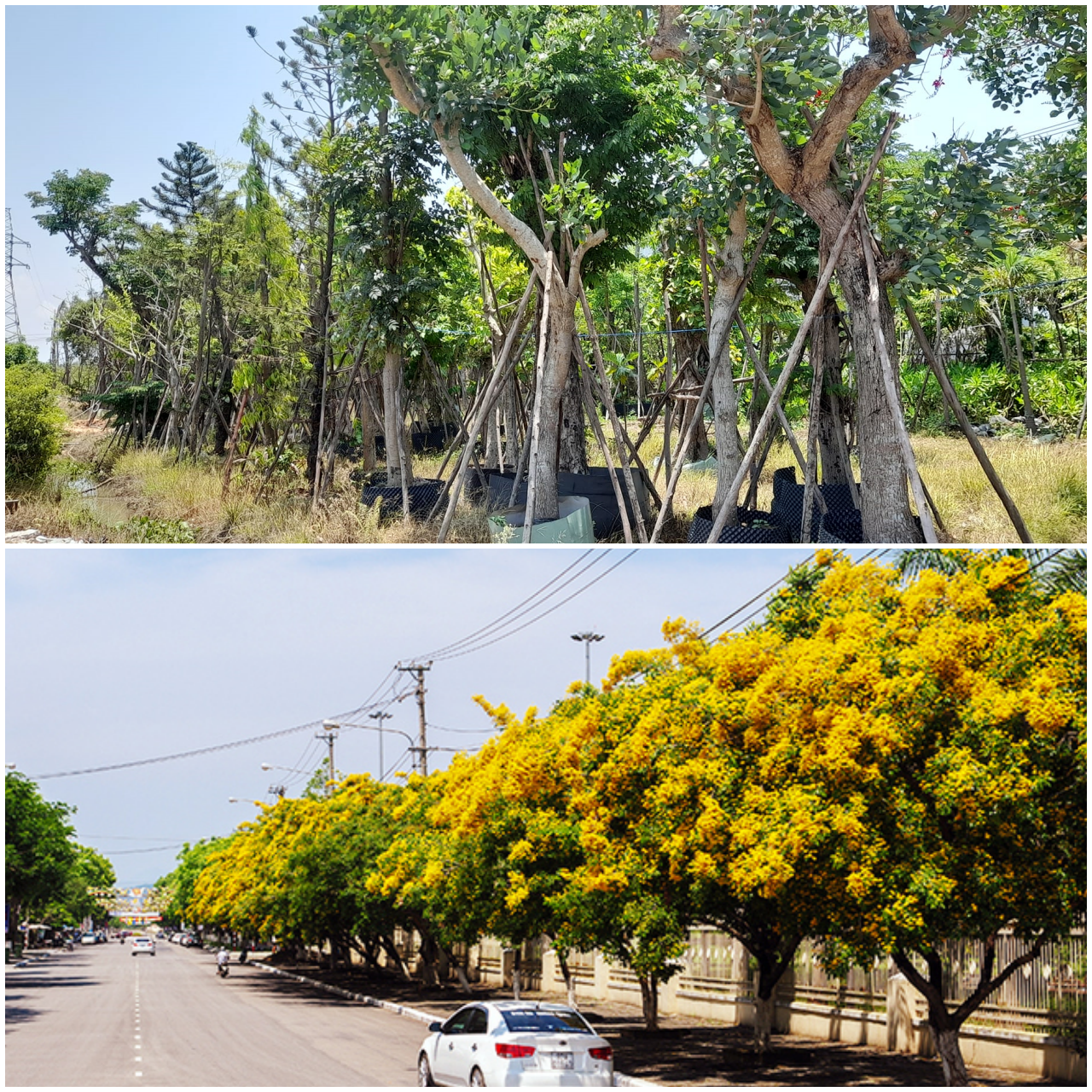 cay cong trinh giang huong da nang hoasenviet