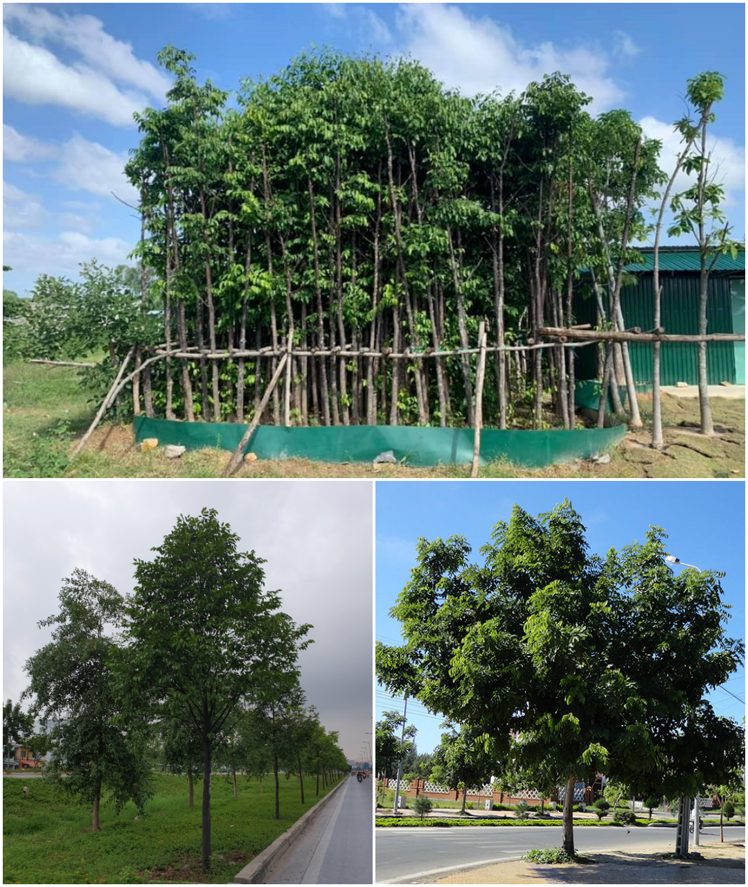 cay cong trinh sao den da nang