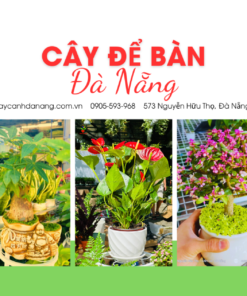 Cây Để Bàn Đà Nẵng