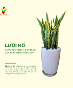 Cây Lưỡi Hổ (1)