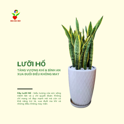 Cây Lưỡi Hổ (1)