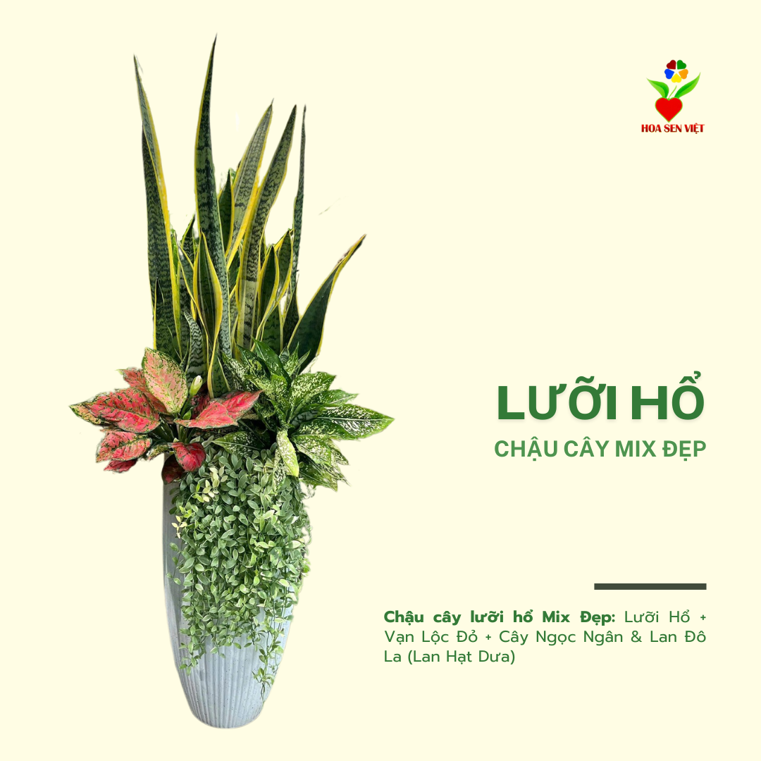 Cây Lưỡi Hổ đà Nẵng (1)