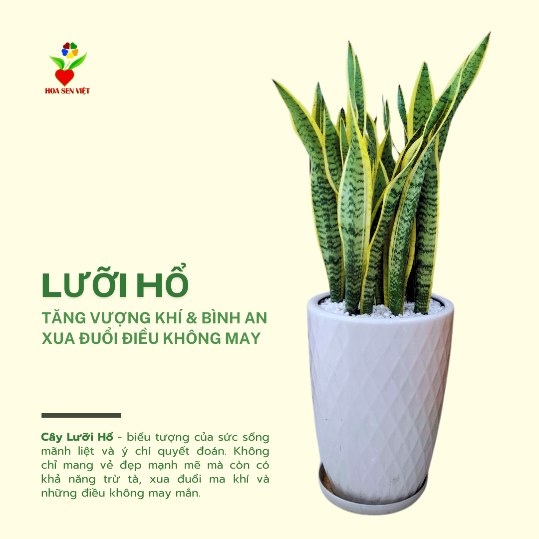 Cây Lưỡi Hổ đà Nẵng