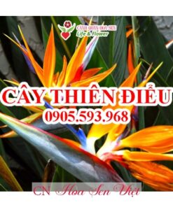 Cay Thien Dieu