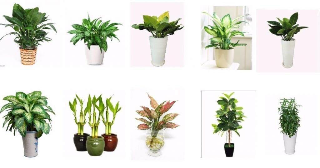 Chuyên cung cấp sỉ cây cảnh Đà Nẵng.