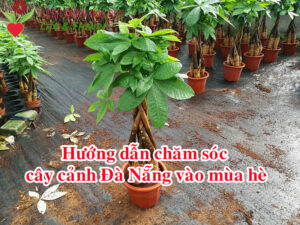 Hướng dẫn chăm sóc cây cảnh vào mùa hè tại Đà Nẵng.