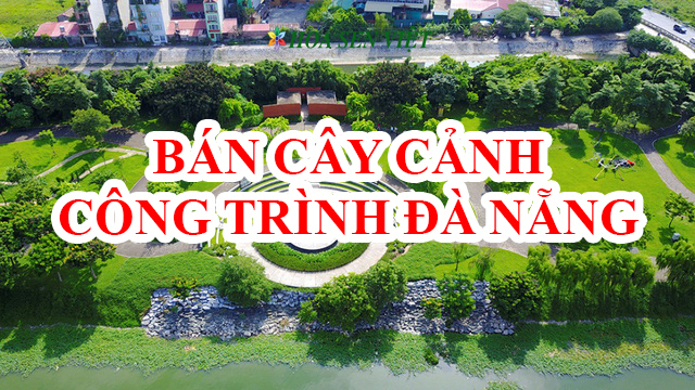 Bán cây cảnh công trình Đà Nẵng giá rẻ nhất.