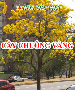 Cây chuông vàng, giá bán, cách trồng và chăm sóc cây.