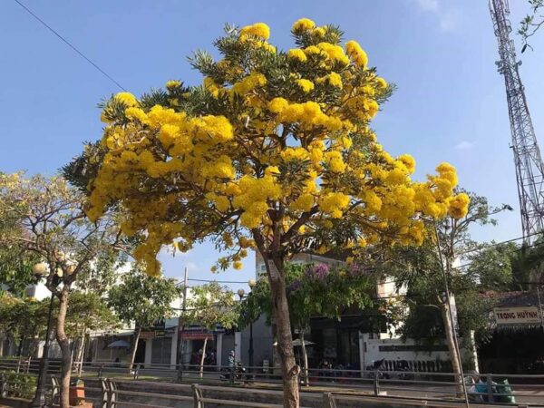 Loài hoa rực rỡ, màu vàng hạnh phúc.