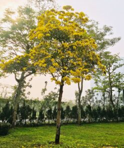 Cây Chuông Vàng đà Nẵng