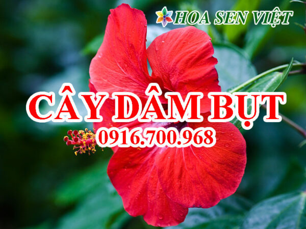 Cây dâm bụt - Giá bán, cách trồng và chăm sóc cây dâm bụt.