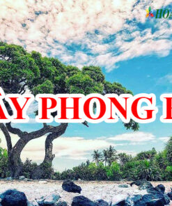 Cây phong ba, biểu tượng quần đảo Trường Sa Việt Nam.