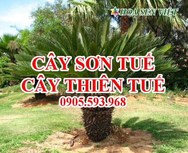 Cây Sơn tuế, cây thiên tuế, giá bán, cách trồng và chăm sóc cây sơn tuế, thiên tuế