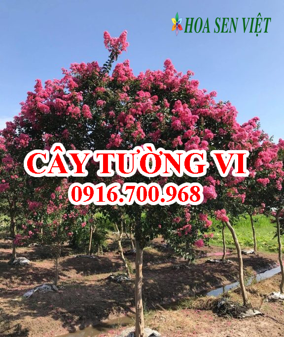 Cây tường vi, giá bán, cách trồng và chăm sóc cây tường vi.