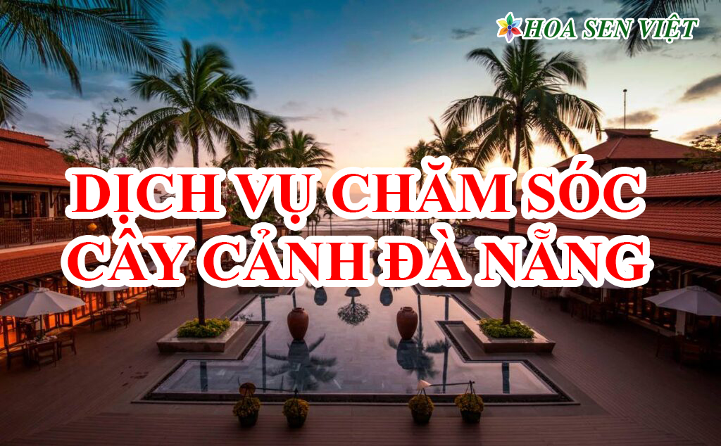 Dịch vụ chăm sóc cây xanh, cây cảnh Đà Nẵng.