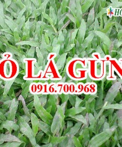 Cỏ lá gừng - giá bán, cách trồng và chăm sóc cỏ lá gừng.