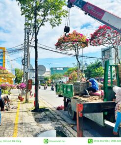 Hoa Giay Da Nang Hoa Sen Viet 3