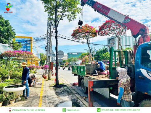 Hoa Giay Da Nang Hoa Sen Viet 3